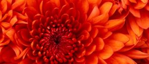 flowerorange-650x280